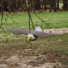 Odstraszacz ptaków 54cm Sokół w locie Bradas 8076