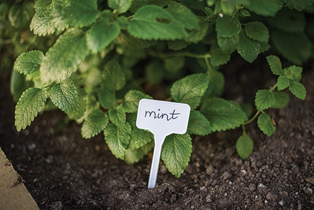 10szt. Tabliczka do roślin 15x5,5 Bradas TYE1555